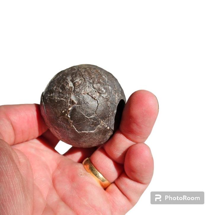 Fossiel Ei Paraspheroolithus, Verzamelen, Mineralen en Fossielen, Fossiel, Ophalen of Verzenden