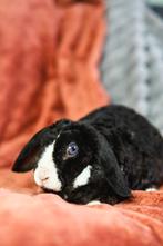 Kleine Rex Widder voedster te koop, Dieren en Toebehoren, Konijnen, Vrouwelijk, Dwerg, Hangoor, 0 tot 2 jaar