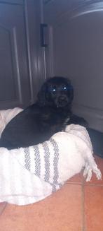 Labrador labradoodle pups, Dieren en Toebehoren, Honden | Niet-rashonden, Rabiës (hondsdolheid), 8 tot 15 weken, Groot, Meerdere