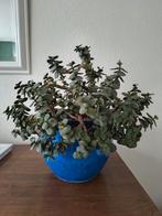 Kamerplant, Ophalen, Overige soorten, Minder dan 100 cm