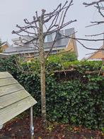 Leiboom, Leiboom, Lente, 250 tot 400 cm, Ophalen