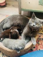 Mooie Britse korthaar kittens – 2 beschikbaar!, Dieren en Toebehoren, Meerdere dieren, 0 tot 2 jaar
