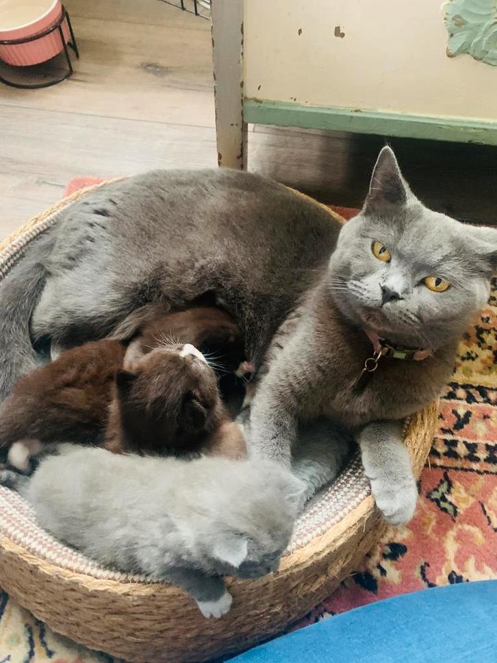 Mooie Britse korthaar kittens – 2 beschikbaar!, Dieren en Toebehoren, Katten en Kittens | Overige Katten, Meerdere dieren, 0 tot 2 jaar