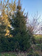 Grote kerstbomen  4- 7 mtr, Tuin en Terras, Planten | Bomen, Ophalen, Overige soorten, 400 cm of meer