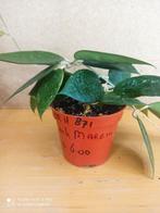 hoya black margin potmaat 8 nummer H871, Ophalen of Verzenden, Halfschaduw, Minder dan 100 cm