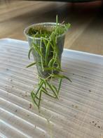 Hoya Linearis, Huis en Inrichting, Kamerplanten, Ophalen of Verzenden, Overige soorten, Minder dan 100 cm