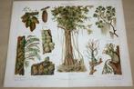 Atnieke kleurenlitho - Planten Epifyten - Circa 1900 !!, Ophalen of Verzenden