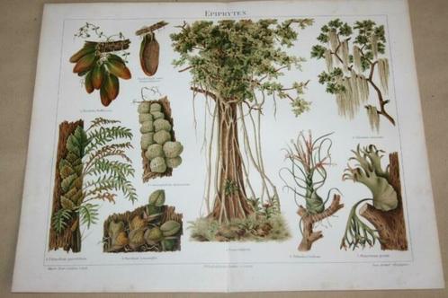 Atnieke kleurenlitho - Planten Epifyten - Circa 1900 !!, Antiek en Kunst, Kunst | Litho's en Zeefdrukken, Ophalen of Verzenden
