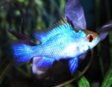 Ramirezi electric blue - Koidream Valburg beschikbaar voor biedingen