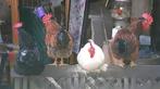 Goed thuis gezocht voor 4 haantjes, Dieren en Toebehoren, Pluimvee, Mannelijk, Kip