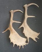 Gewei damhert., Ophalen of Verzenden