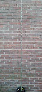 Liriodendron tulipifera, tulpenboom, Tuin en Terras, Planten | Bomen, Ophalen, Lente, Volle zon, Overige soorten