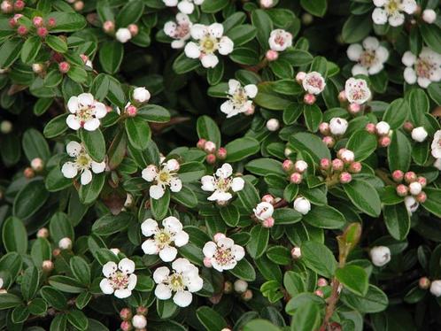 Restpartij 105 snelgroeiende wintergroene en bloeiende bodem, Tuin en Terras, Planten | Tuinplanten, Vaste plant, Bodembedekkers