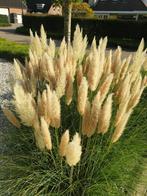 Mooie decoratieve Pampas Gras Rietpluimen tussen 90 en 150cm, Huis en Inrichting, Woonaccessoires | Droogbloemen, Ophalen of Verzenden