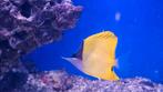 Forcipiger Flavissimus, Vis