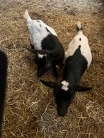 2 kleine geitjes, Dieren en Toebehoren, Vrouwelijk, Geit