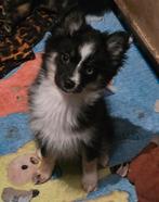 Pomsky pup 3f (mag het nest verlaten), Keeshond, 8 tot 15 weken, Teef, Parvo