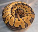 Python regius clown man, Dieren en Toebehoren, Reptielen en Amfibieën, Slang