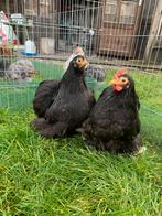 Cochin kriel duo zwart wit gepareld, Dieren en Toebehoren, Pluimvee, Meerdere dieren, Kip