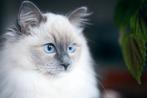 Gezocht: Ragdoll kater, Dieren en Toebehoren, Katten en Kittens | Raskatten | Langhaar, Kater