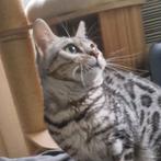 Bengaal (fok)poes (1 jaar, stamboom) zoekt perfect baasje♡, Dieren en Toebehoren, Katten en Kittens | Overige Katten, Poes, Kortharig