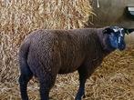 Ram, Dieren en Toebehoren, Mannelijk, Schaap
