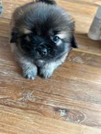 75% pekingees, Dieren en Toebehoren, Honden | Chihuahua's en Gezelschapshonden, 8 tot 15 weken, CDV (hondenziekte), Meerdere, Meerdere dieren