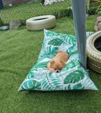Honden dagopvang met honden en katten trimsalon., Dieren en Toebehoren, Ophalen of Verzenden, Nieuw