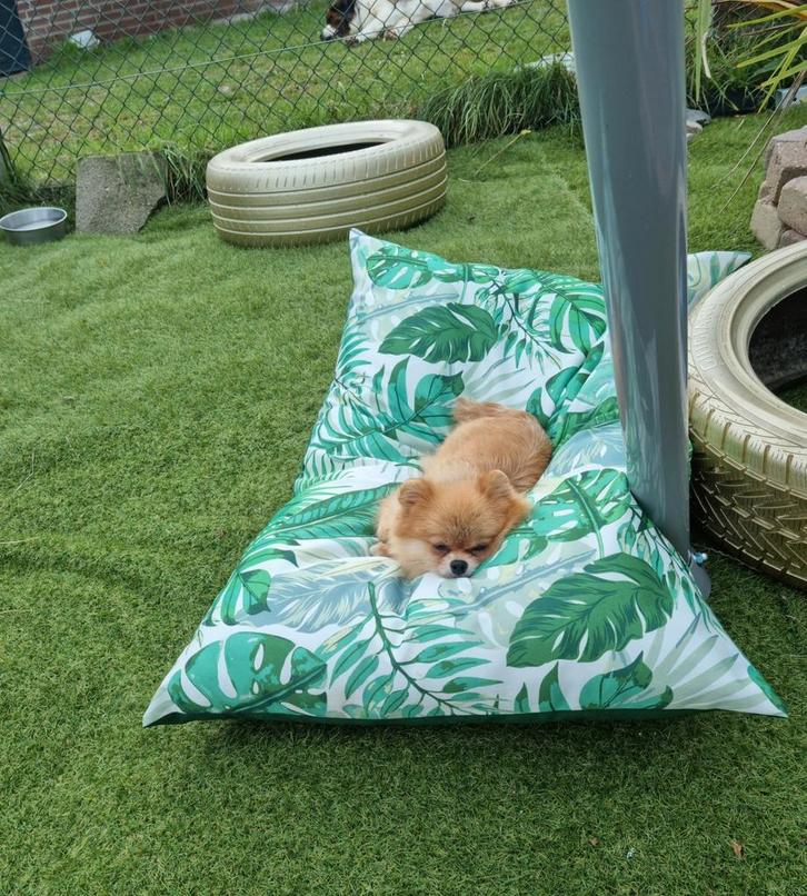 Honden dagopvang met honden en katten trimsalon., Dieren en Toebehoren, Honden-accessoires, Nieuw, Ophalen of Verzenden