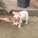 Lieve, kleine Funny ter adoptie!, Particulier, Rabiës (hondsdolheid), 15 weken tot 1 jaar, Buitenland