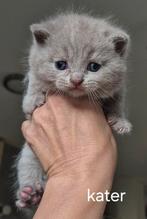 Brits/Britse korthaar kittens, Dieren en Toebehoren, Katten en Kittens | Raskatten | Korthaar, Meerdere dieren, Ontwormd