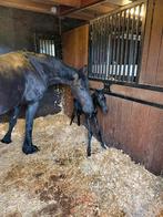 Friese Merrie (Haitse) met hengst veulen (Jouwe x Haitse, Merrie, B, Gechipt, 11 jaar of ouder
