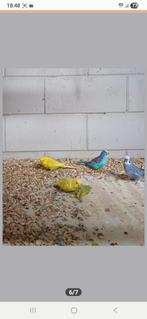 Grasparkieten, Dieren en Toebehoren, Vogels | Parkieten en Papegaaien, Meerdere dieren, Parkiet