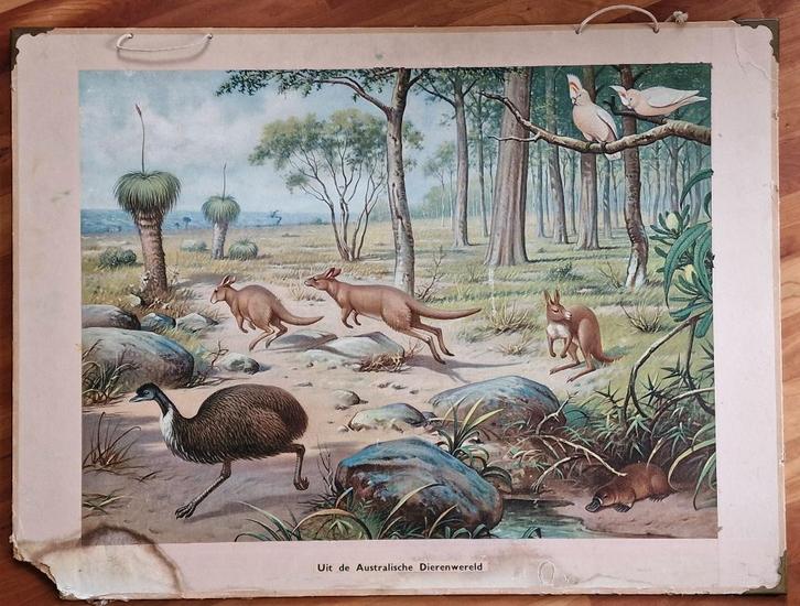 Schoolplaat "Uit Australische dierenwereld" / M.A. Koekkoek, Antiek en Kunst, Antiek | Schoolplaten, Natuur en Biologie, Ophalen