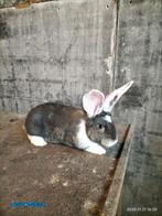 Mooie vlaamse reuzen, Dieren en Toebehoren, Meerdere dieren, Groot, 0 tot 2 jaar