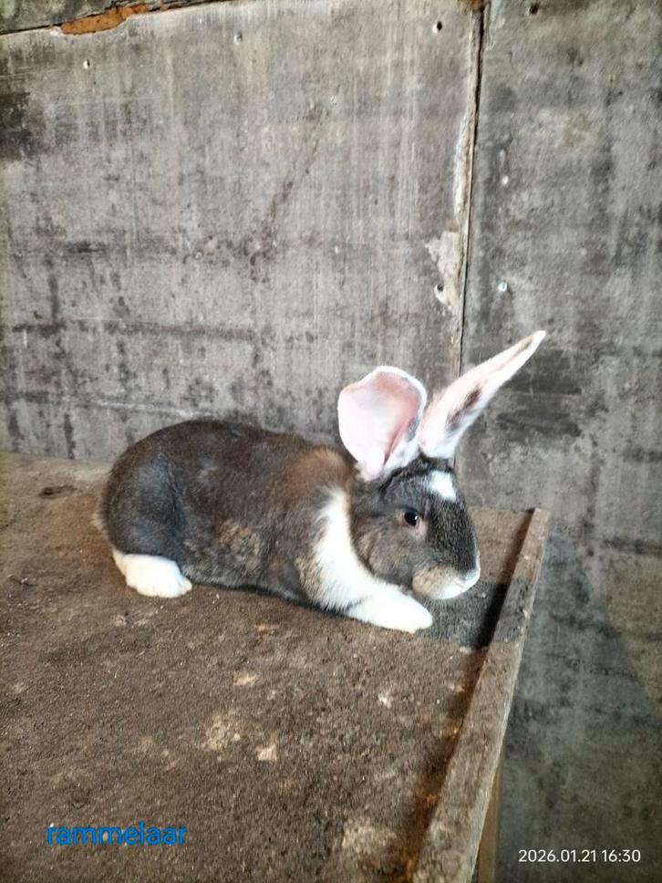 Mooie vlaamse reuzen, Dieren en Toebehoren, Konijnen, Groot, Meerdere dieren, 0 tot 2 jaar