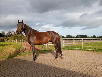 5 jarige KWPN Merrie beschikbaar voor biedingen