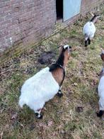4 dwerg geiten te koop 50 euro per stuk, Vrouwelijk, Kip