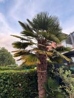 Palmboom 4 meter hoog, Ophalen of Verzenden, Volle zon, Palmboom