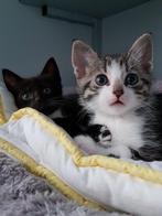 Kittens adopteren, Dieren en Toebehoren, Katten en Kittens | Overige Katten, Poes, Kortharig, 0 tot 2 jaar