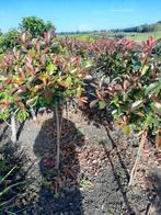 Photinia Red Robin op stam - Prachtige rode uitlopers, Overige soorten, Lente, 100 tot 250 cm, Ophalen
