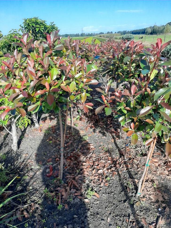 Photinia Red Robin op stam - Prachtige rode uitlopers, Tuin en Terras, Planten | Bomen, Overige soorten, 100 tot 250 cm, Volle zon