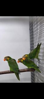 Tekoop meyer lori, Dieren en Toebehoren, Mannelijk, Papegaai