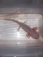 Piebald axolotl vaarschijnlijk vrouw, Amfibie, Tam, 0 tot 2 jaar