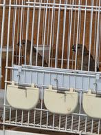 Twatwa Jongman 100% Maximiliani, Dieren en Toebehoren, Vogels | Overige Vogels, Mannelijk, Tropenvogel, Geringd