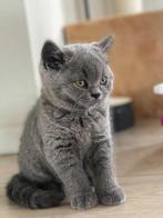 prachtige volbloed en raszuivere Britse korthaar kittens, Dieren en Toebehoren, Katten en Kittens | Raskatten | Korthaar, Meerdere dieren