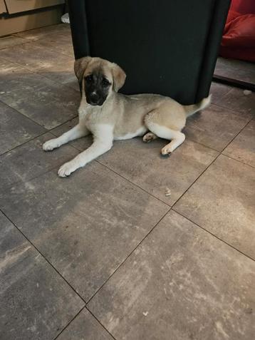 Lieve pup Fee ,is net 4 maandjes en zo mooi  beschikbaar voor biedingen