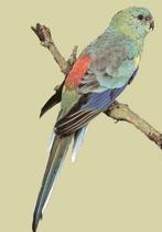 Gezonde volwassen koppels roodrugparkieten | Diverse kleuren, Dieren en Toebehoren, Reptielen en Amfibieën, Overige soorten, 0 tot 2 jaar