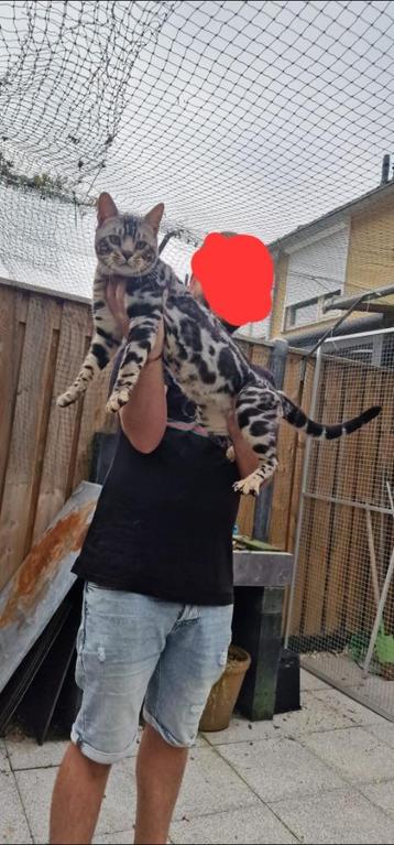Raszuivere Bengaal Kittens Beschikbaar beschikbaar voor biedingen