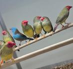 Binsenastrildes, Dieren en Toebehoren, Vogels | Overige Vogels, Meerdere dieren